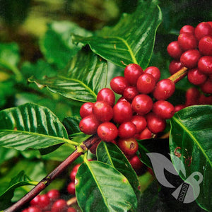 60% of Wild Coffee Species In Danger